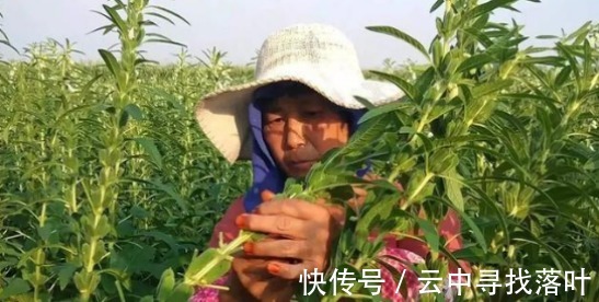 芝麻|芝麻叶你吃过吗不仅美味下饭,且还是个宝贝,受到大家的青睐!