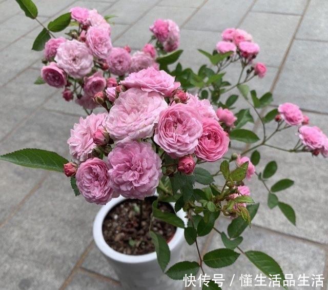 少喝两瓶酒,阳台上此花也要栽2株,好养易活,颜值不输牡丹!