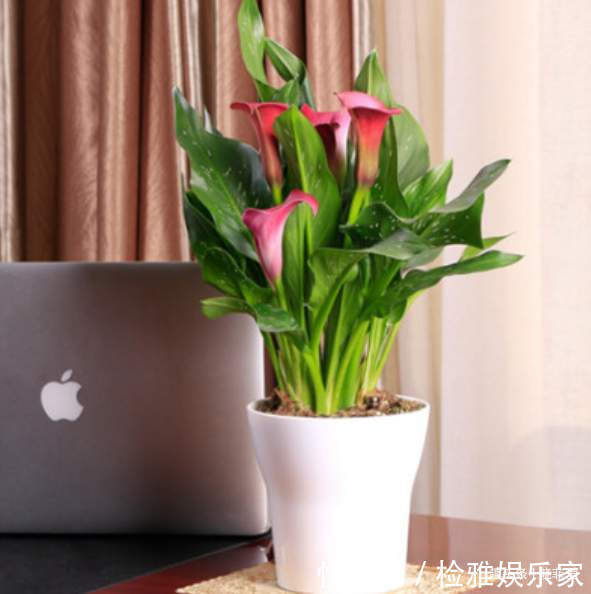 叶片|8种“喜水花”，不怕浇死了，越浇水长得越旺，手不勤养不活