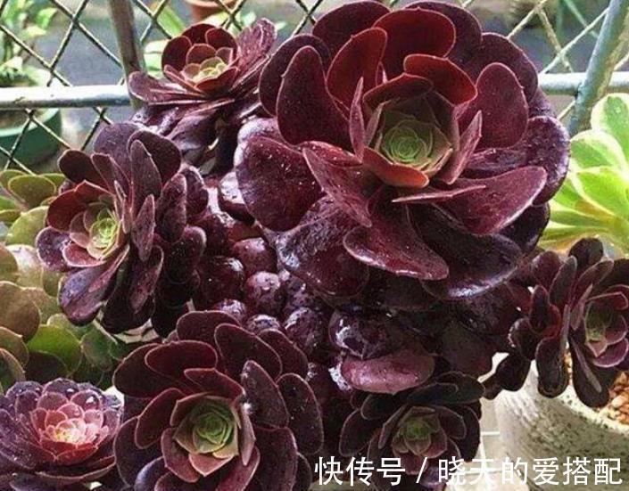 植株|8月养黑法师，了解掌握4个要点，养成霸气手捧花，谁见了都夸美