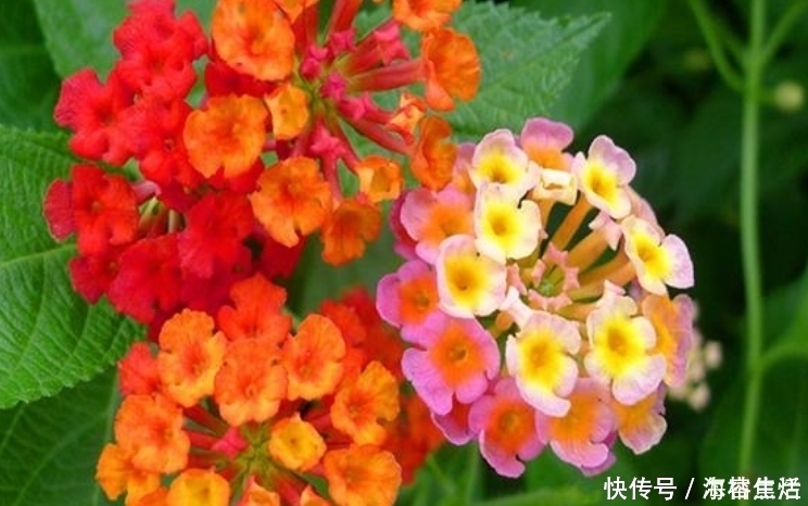 名字|4种花给点水就呼呼长，不仅名字好听，花也超美，谁养谁喜欢