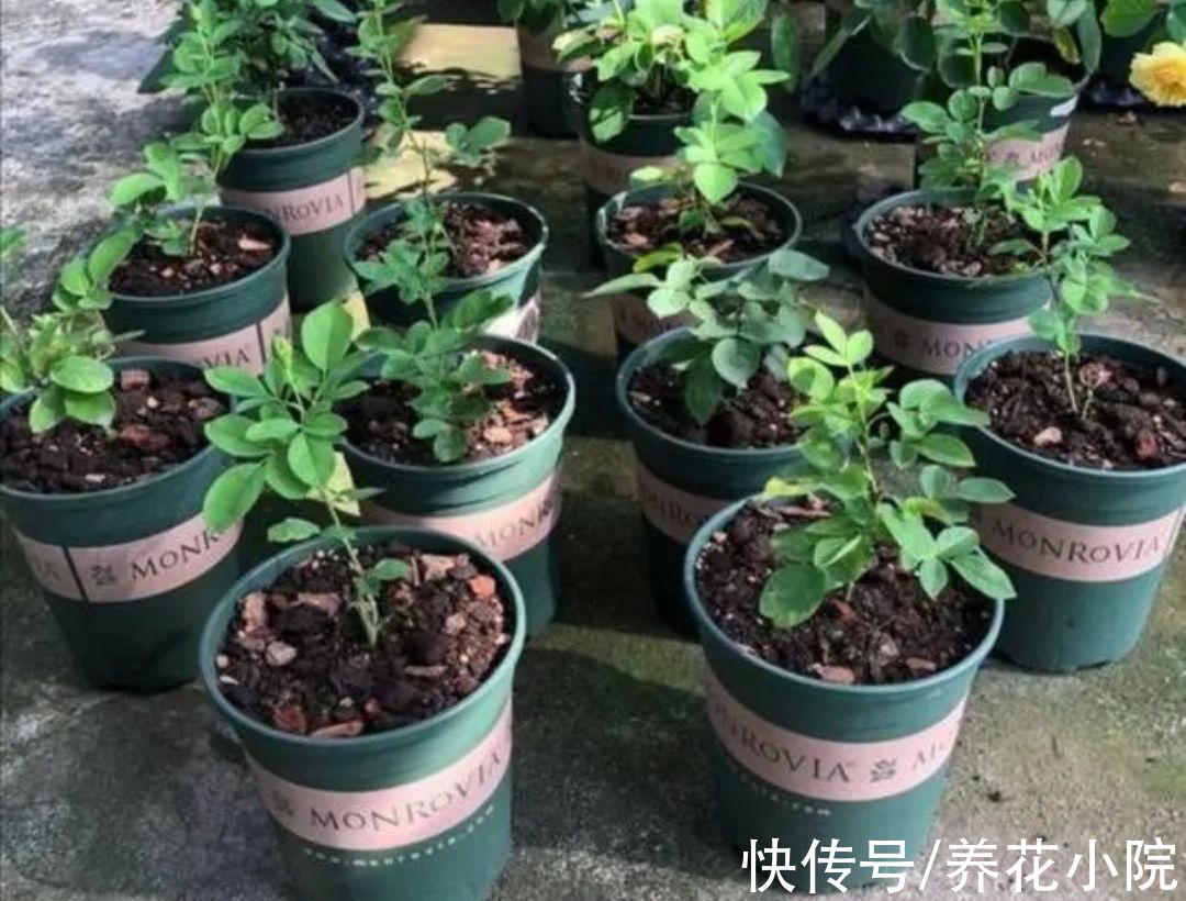 养花怎么能少了花肥?自制四种“肥料”,养啥花都旺盛