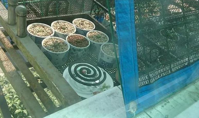 辣椒水|解决多肉长蚧壳虫有套路，这4个方法，一学会就能轻松搞定
