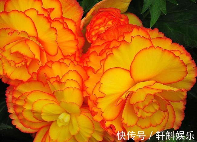 开花很大朵的球根海棠,记住这些养护技巧,花开爆盆没一点问题