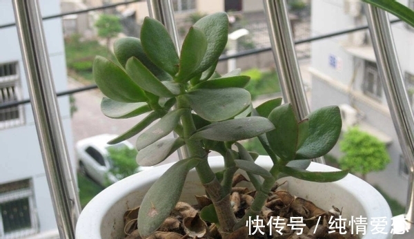 养花自制肥料:该怎么用好柳树皮,挖掘其中的价值?