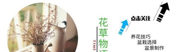 果实|这种野草人称“红菇娘”,果实似灯笼,以前不识货,如今想吃难了