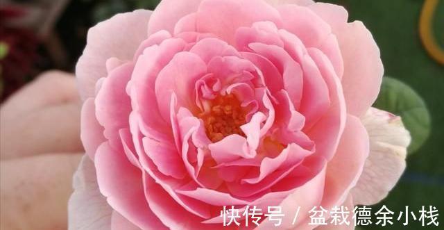 光照|月季花中的“女王”,想要养好它,需要注意8个方面