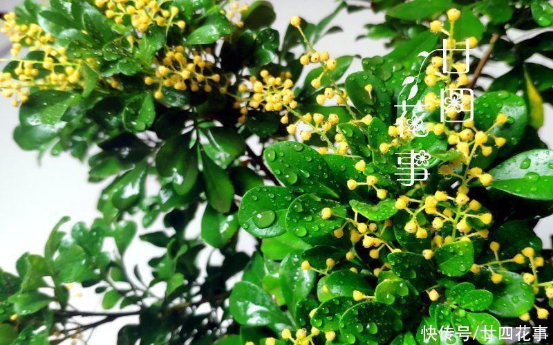  断肥|9种花，12月要“控水、断肥”，不注意烂根黄叶，活不到开春