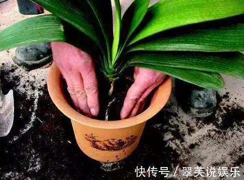 家家|家家都养君子兰,都养得好吗最全的君子兰养护技巧分享给大家