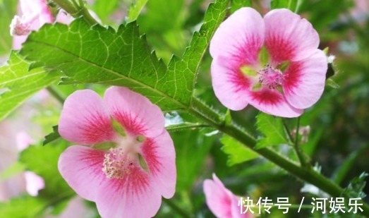 小喇叭状|适合新手养的话,堪称开花神器,耐光照耐旱,随便养都开爆盆