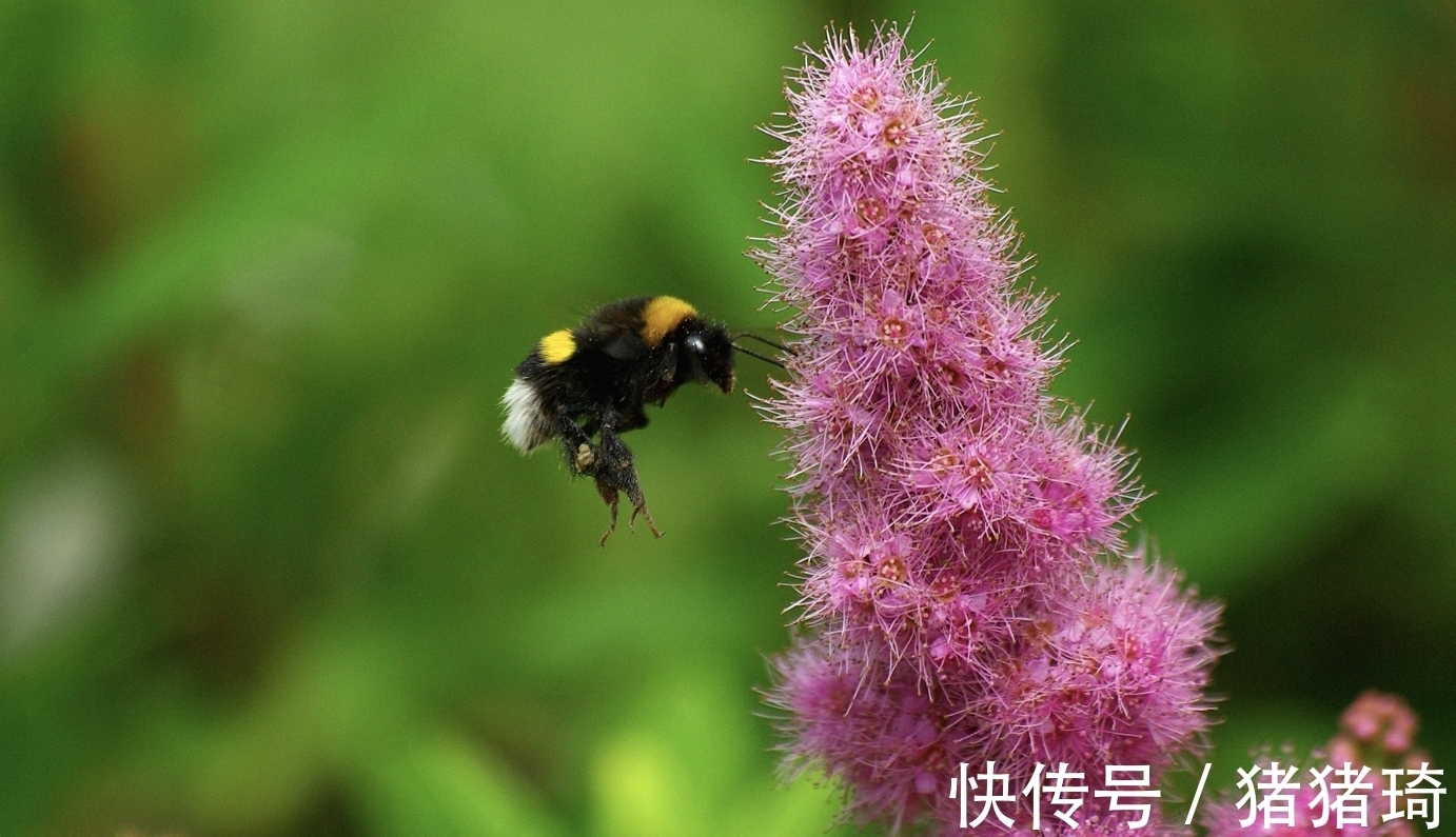 生肖狗|11月，吵吵闹闹，爱不散场，3生肖执子之手，风雨与共，无怨无悔