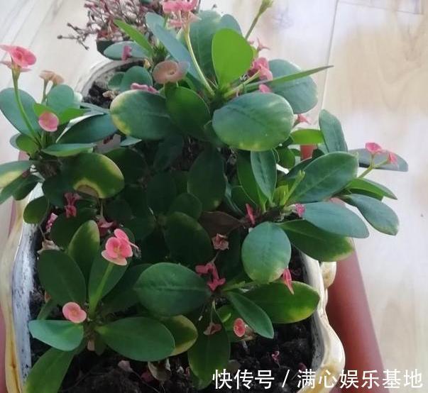 年轻人养花，没时间打理盆栽？就栽种它们，省心又能愉悦自己