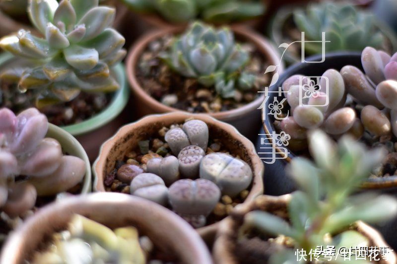 秋天|处暑过后，给多肉植物做件事，让它在秋天心无旁驽，专心变美