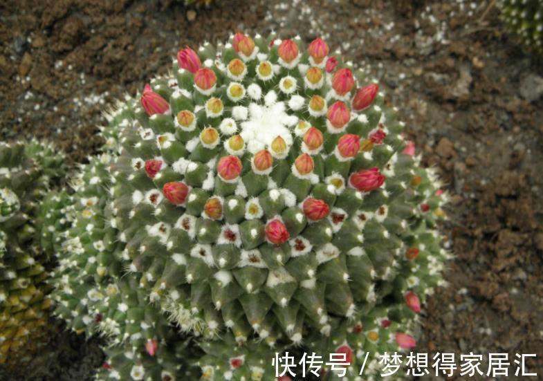 多肉植物|3种高颜值多肉,有人喜欢有人厌,掌握喜好容易出状态