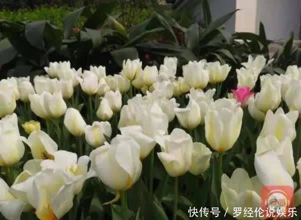 惊艳！郁金香花海、樱花雨，踏青赏花 来“这里”