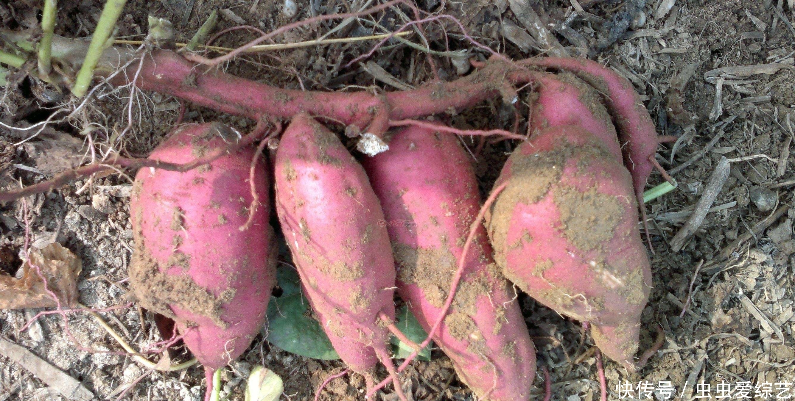 胃不好的人,常吃4种“天然食物”,排毒养胃,助消化,滋润肠胃