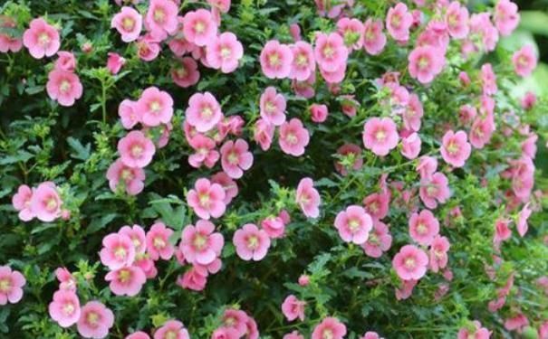 3种漂亮花,家里养一盆最合适,一开就是300多天,开花漂亮花期长