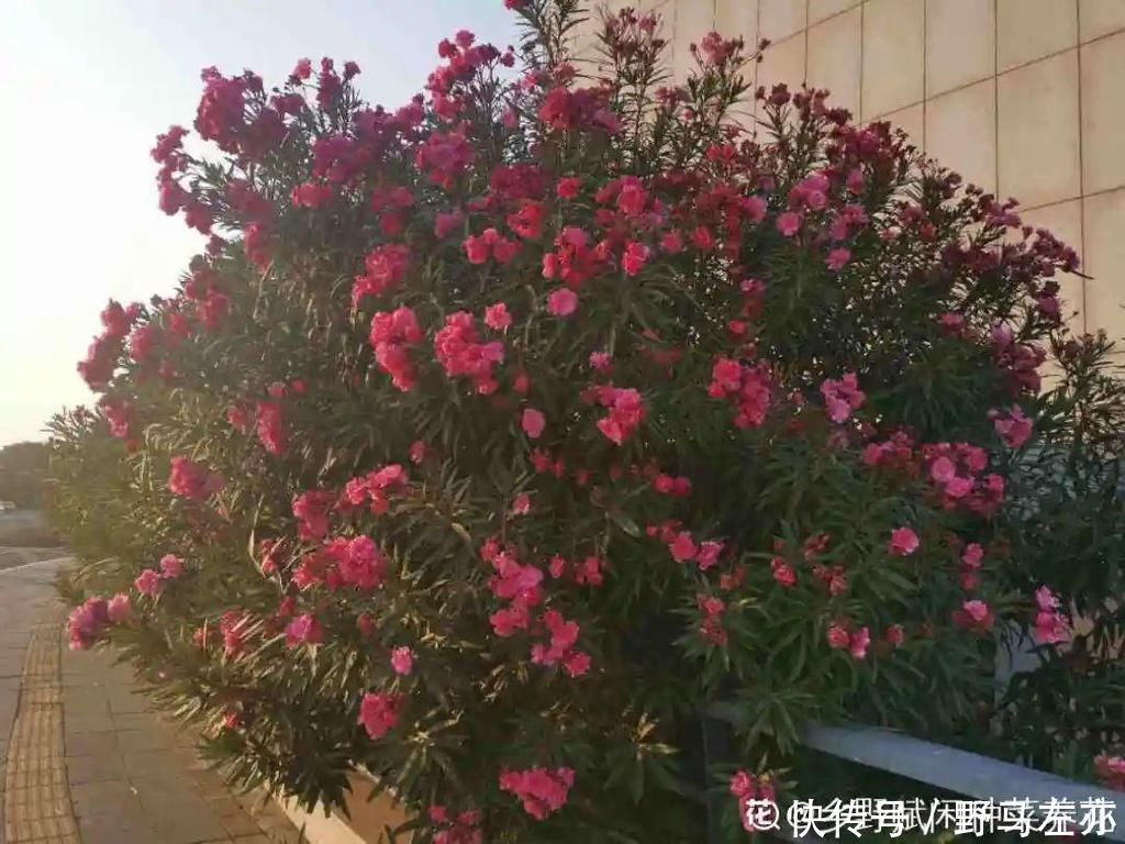 狗牙花|1种花剧毒之花,也是环保卫士,真是让人又爱又恨