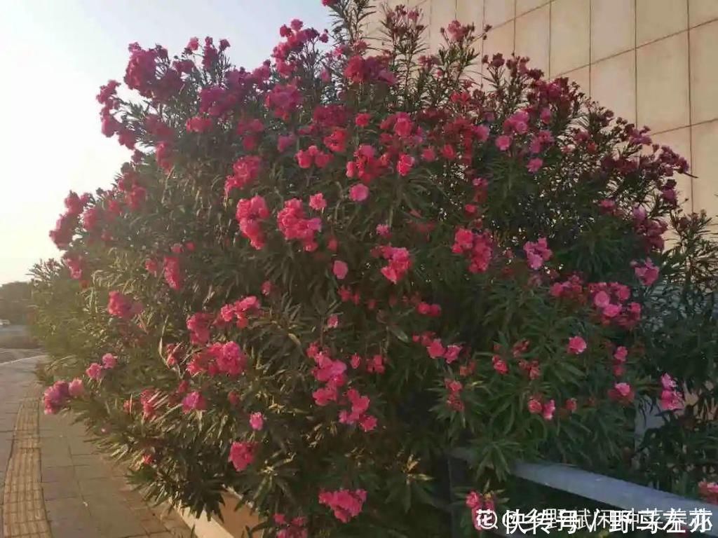 狗牙花|1种花剧毒之花，也是环保卫士，真是让人又爱又恨