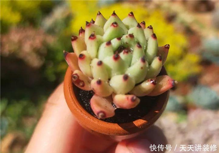 爸妈不在家,我在院子里疯狂种多肉,倍儿爽