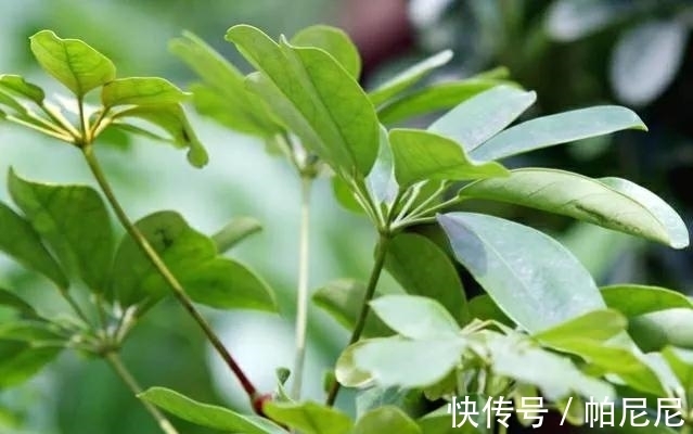 鸭掌木叶子发黄脱落，4点是病因，做好后苗壮叶绿好漂亮