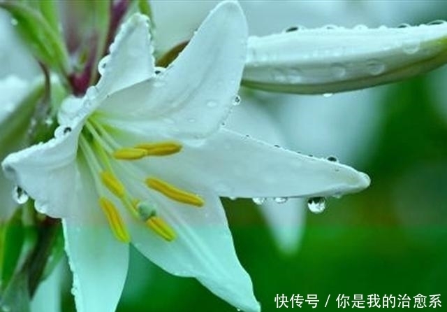 从一个小种子成功蜕变成美丽的百合花,看看是用了什么方法