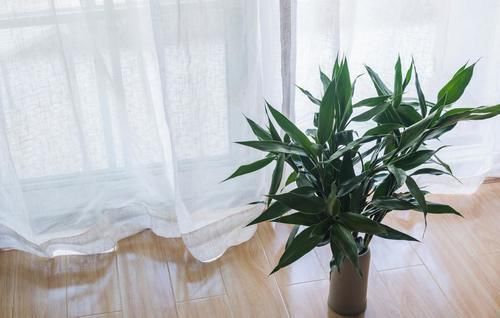 富贵竹|这4种花变得半死不活,剪2刀,30天后还你一盆健康的盆栽