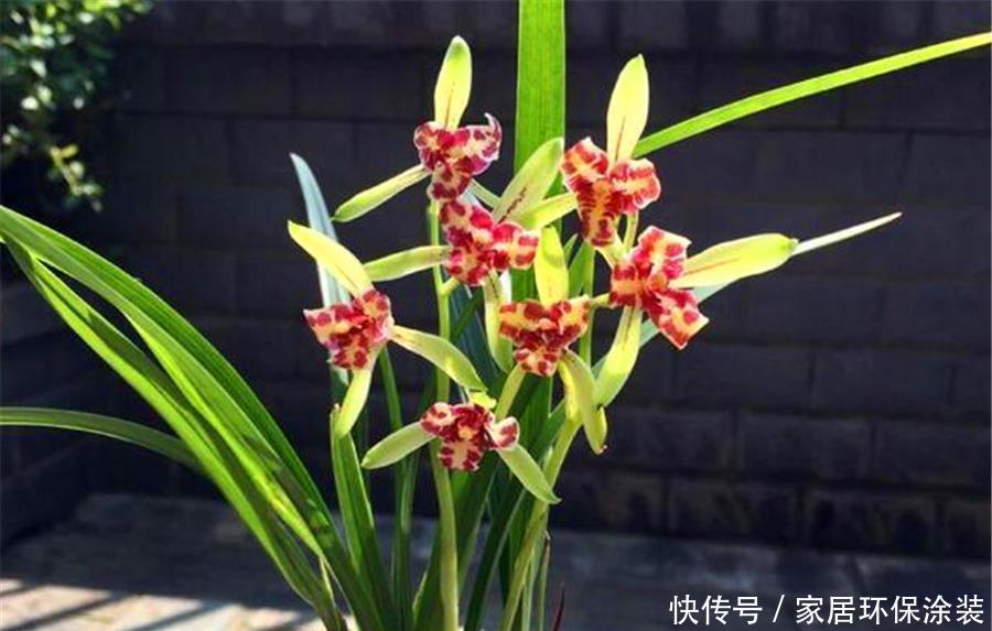 夏天|夏天养兰花,学会3个巧办法,叶子翠绿长势好,冬天猛开花