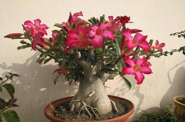 被称为开花劳模的几种花,人见人爱,养一盆就足够美爆你的家!