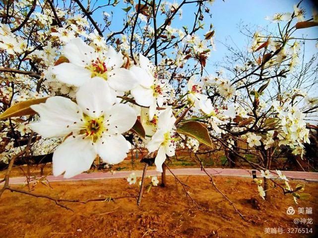 潴龙河畔梨花开