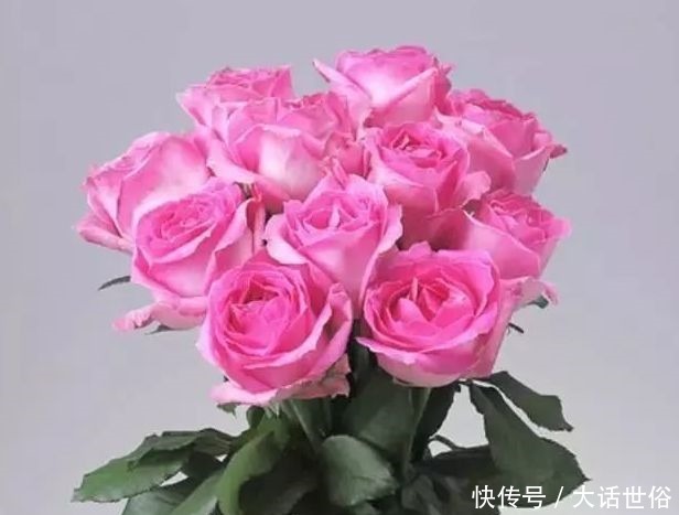 喜欢菊花，不如养盆“精品玫瑰”玛利亚，会变色的玫瑰，含苞待放