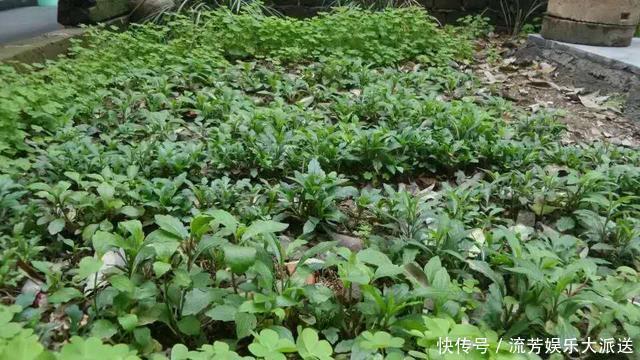 农村常见的野菜，殊不知营养价值很高，见到采摘一些味道堪比山珍