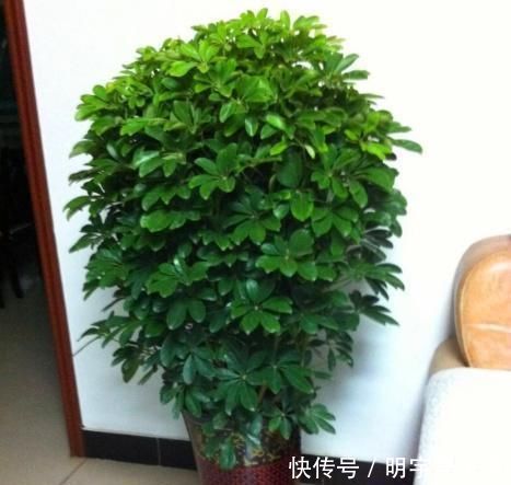 甲醛苯|这“2种”树,比花卉好养,能够吸“甲醛”,养一盆好处真不少