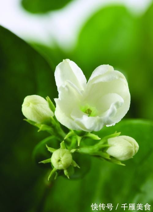 这种皮做成的肥水，养茉莉花，一个月长花苞，连开两次