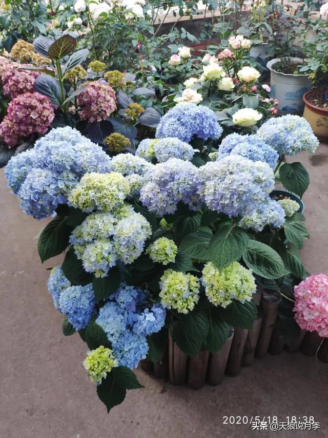 圆滚滚的绣球,瀑布般的花墙,这届花友也太会种花了吧