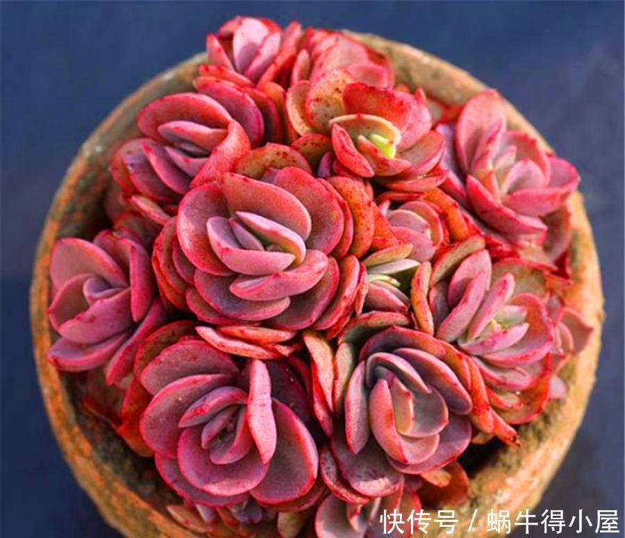 秀妍从绿变红的逆袭之路,简单2步,1个月鲜红似火超喜庆