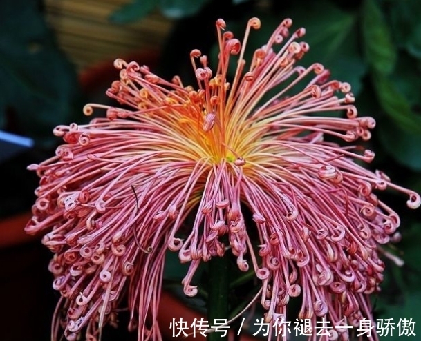 珠样|喜欢菊花,不如养盆“十大名菊”飞鸟美人,似美人起舞,优雅妖娆