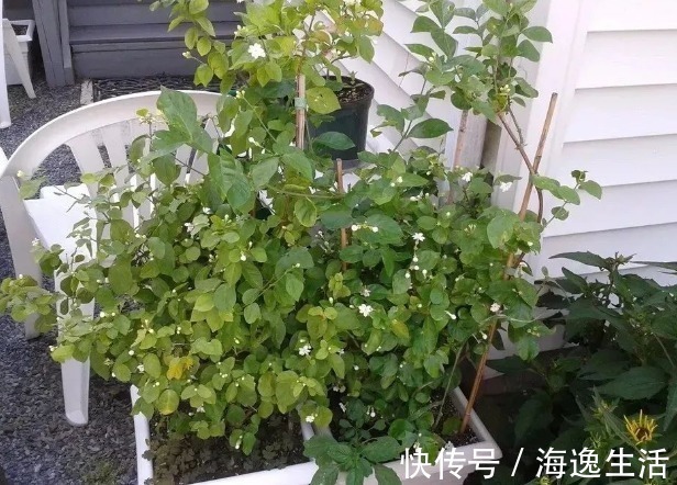 浇水|茉莉盆栽开花少，别怪人不争气，没满足这些条件，谁养都一样