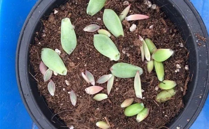 多肉长花箭被他剪断插土里，7天就生根！