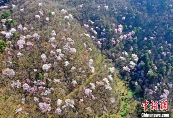 湖北荆门：又到山花烂漫时