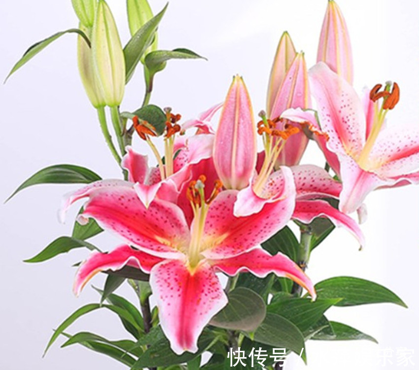 山丹|家里有老人和小孩就养五种花，老人延年益寿，小孩更健康