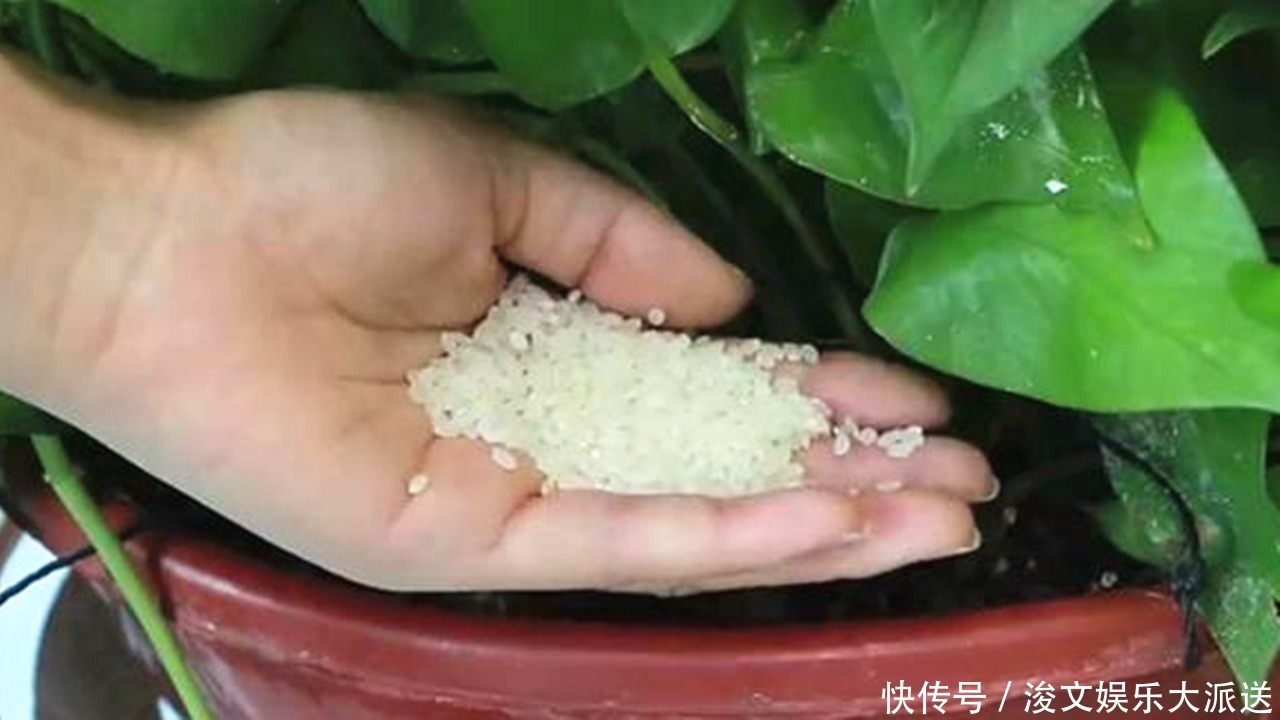 花盆里撒一把,不管多难养的花,几天根壮叶绿爆满盆,方法太棒了