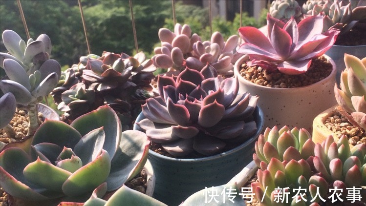 萌娃|河北一萌娃火了,犯了错直接脱裤子躺沙发上等待惩罚!网友:惯犯