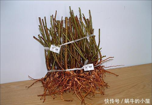 春天买花有技巧，4种花再便宜也别买，养不活白费力！