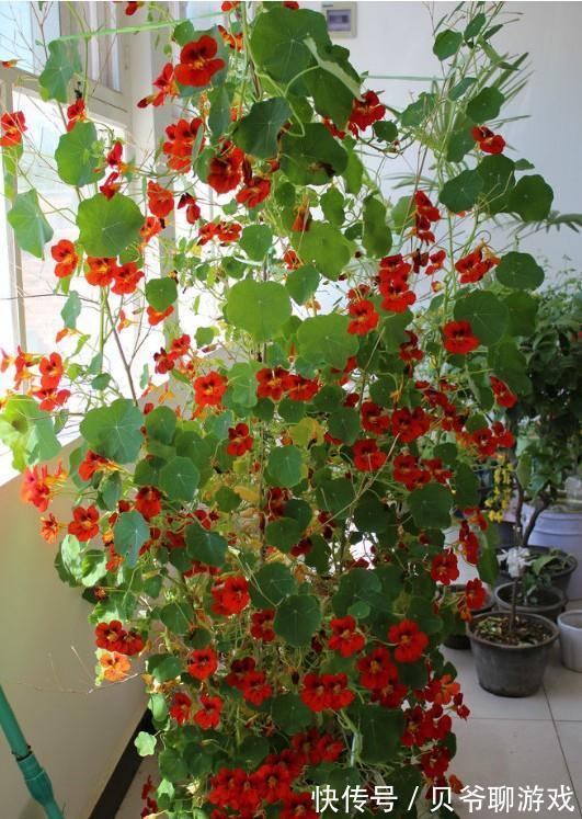 常春藤|9种流行“网红花”,挂起来更漂亮,串串花墙,垂下2米长