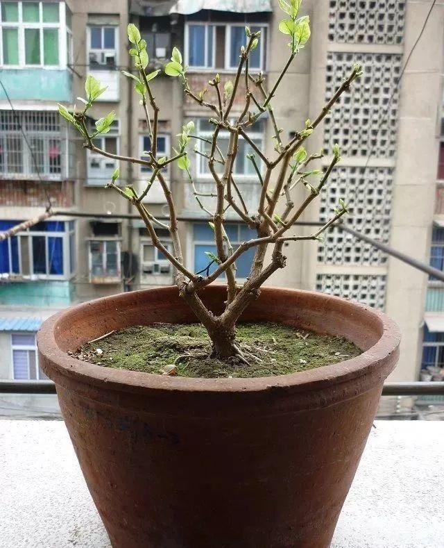 茉莉狠心剪几刀,呼呼窜成3层塔,开花满树香味足