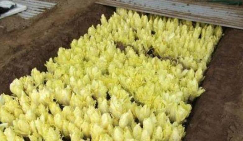 养花|不养花还可以种菜,栽1盆菊苣,既能观赏又能食用,好处多多