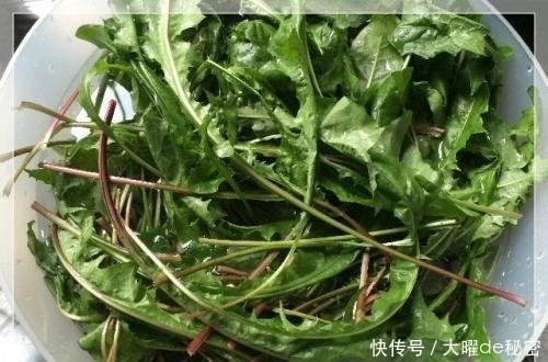 天冷就吃这种“野菜”,种子撒一把,30天长成一盆