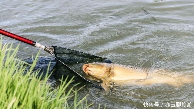 长子|钓鱼可能从来没有想过认真分析这两点,这才是夏季获鱼的要点所在