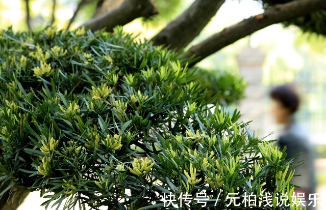 院子里有空地要种三种树,没空地挤挤也要种,寓意深远